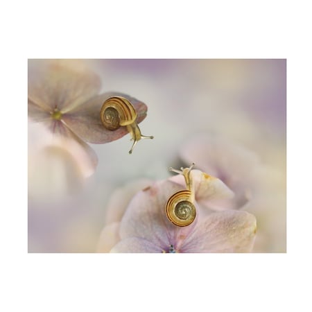 Ellen Van Deelen 'Little Snails' Canvas Art, 35x47